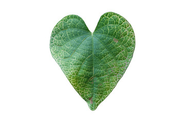 Green leaf shaped of heart isolated on white background. Valentine's Day concept.