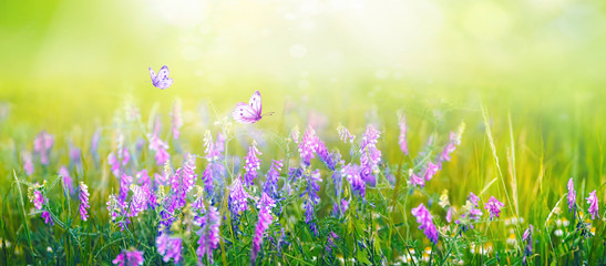 Fotomurales - Beautiful gentle spring summer natural background. Butterflies are fluttering over meadow of wild flowers and young juicy green grass in sunlight on nature, blurred background, soft focus.