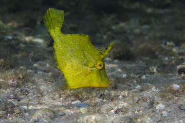 Wall Mural - Strapweed Filefish (Pseudomonacanthus macrurus) juvenile side view of bright green little fish.