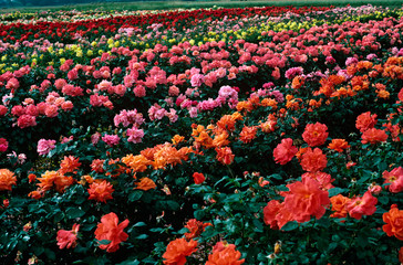 Wall Mural - A field of colourful commercialy grown hybrid roses