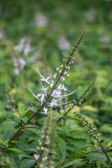 Wall Mural - Selective focus Orthosiphon stamineus  plant.Commonly known as cat's whiskers or Java tea.