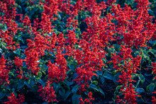 Red Salvia Flower In The Garden.Beautiful Red Flower In The Garden.Selective Focus Flower.Sage Flower Or Scarlet Sage.