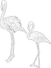 Two Black Flamingo Sketches Isolated On White
