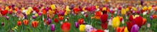 Field Of Colorful Tulips