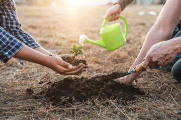 Environment earth day, Hands of tree man helping were planting the seedlings and growing of young sprout trees growing into the soil in the garden, protection for care new generation