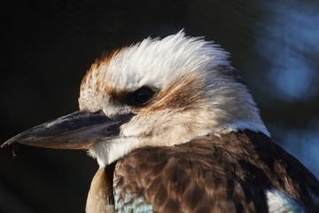 Sticker - Kookaburra