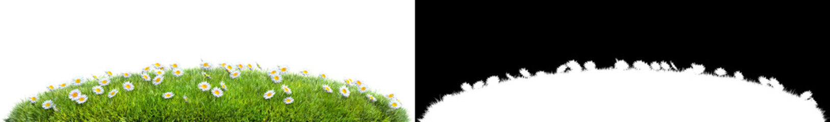 Wall Mural - green grass and daisy flowers isolated on white background with alpha mask for easy isolation