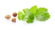 Coriander seeds and leaves on white background