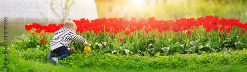 Cuadros en Lienzo Little child walking near tulips on the flower bed in beautiful spring day