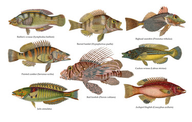 Fish collection / vintage illustration from Brockhaus Konversations Lexikon 1908