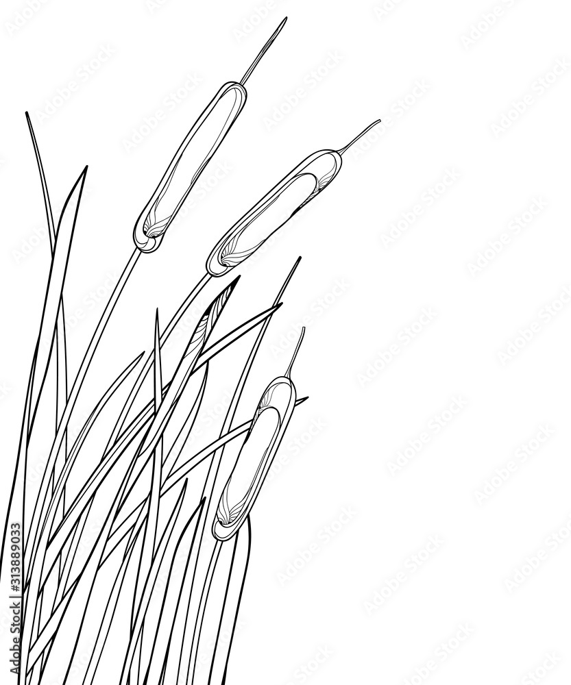 Corner bunch of outline Bulrush or reed or cattail with leaves in black isolated on white background.  - obrazy, fototapety, plakaty 
