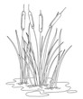 Outline Bulrush or reed or cattail or typha bush with leaves in black isolated on white background.