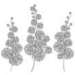 Set of outline Mimosa or Acacia dealbata or silver wattle flower bunch in black isolated on white background.
