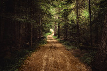 Remote, Unpaved, Winding Country Road In The Dense Forest.