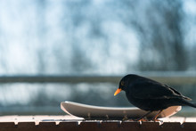 Male Common Blackbird (Turdus Merula) Eating From A Plate On A Balcony. Concept Of Animal Welfare, Protection Of Native Species From Food Shortage In Winter. Closeup, Background Blur With Copy Space