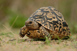 Fototapeta Konie - Pantherschildkröte Geochelone pardalis