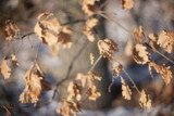 Fototapeta Tęcza - winter leaves