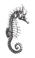 Short-snouted Seahorse (Hippocampus Antiquorum) / Vintage Illustration From Brockhaus Konversations Lexikon 1908