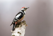 Middle Spotted Wodpecker (Dendrocoptes Medius)