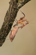 Dead Leaf Mantis (Deroplatys desiccata) climbing a branch