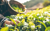 The farmers who are harvesting up the leaves from the tea tree in the morning which are the good time to harvest the tea leaves, to people and agriculture concept.