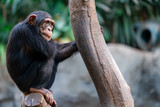 Fototapeta Zwierzęta - Thoughtful chimpanzee sitting on a tree trunk