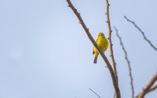 Yellow Warbler, Song Bird, Singing Perched On A Tree
