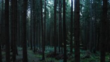 Mystical Dark Forest Wild Nature Wood Tracking