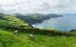 © Cavan Images - Horses grazing on grassy landscape near sea