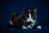 Fototapeta Boho - cat with green eyes