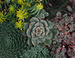 © Cavan Images - Overhead shot of a variety of succulent cactus plants.