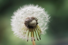 Close Up Of White Fluffy Dandelion Against A Green Blurred Background.