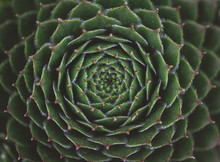 Close Up Of The Centre Leaves Of A Green Succulent Plant.