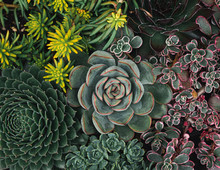 Overhead Shot Of A Variety Of Succulent Cactus Plants.