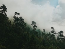 Foggy Jungle On Trek In Asia