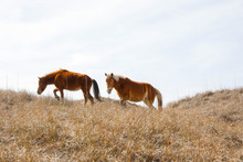 Wild Horses Along The Outer Banks Of North Carolina.