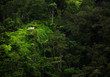 © Cavan Images - A tree house in the middle of the jungle