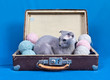 Naked lop-eared cat  Ukrainian Levkoy in the old vintage suitcase on blue background