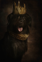 Mongrel Dog In Baroque Style With Crown On Vintage Background