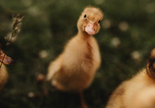 Baby Duck Duckling In Grass