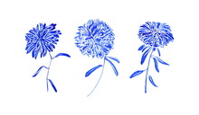 Aster Flowers Set Painting By Blue Watercolor, Botanical Vintage Collection. Hand Drawn Floral Blossom Plants Isolated On White Background. Aquarelle Art Design Elements