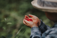 Little Boy Holding Wild Strawberries In Nature