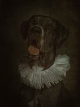 Baroque Style Mastiff Dog With Gorget On Vintage Background