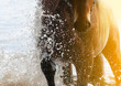 Horse in water with rider