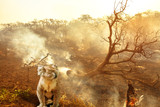 Composition about Australian wildlife in bushfires of Australia in 2020. koala with fire on background. January 2020 fire affecting Australia is considered the most devastating and deadly ever seen