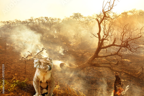 composition-about-australian-wildlife-in-bushfires-of-australia-in-2020-koala-with-fire-on-background-january-2020-fire-affecting-australia-is-considered-the-most-devastating-and-deadly-ever-seen