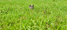 Little Grey Kitty Is Hiding In Green Grass In Sunny Summer Day