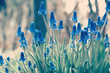 Blue Muscari armeniacum bluebells in a garden, First spring flowers, Grape hyacinth blooming in springtime toned background