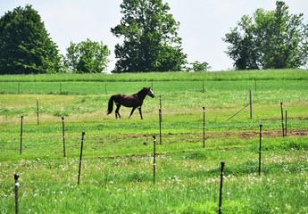 Horse Walking in Pasture