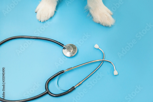 Obraz Dibond Puppy dog border collie paws and stethoscope isolated on blue background. Little dog on reception at veterinary doctor in vet clinic. Pet health care and animals concept